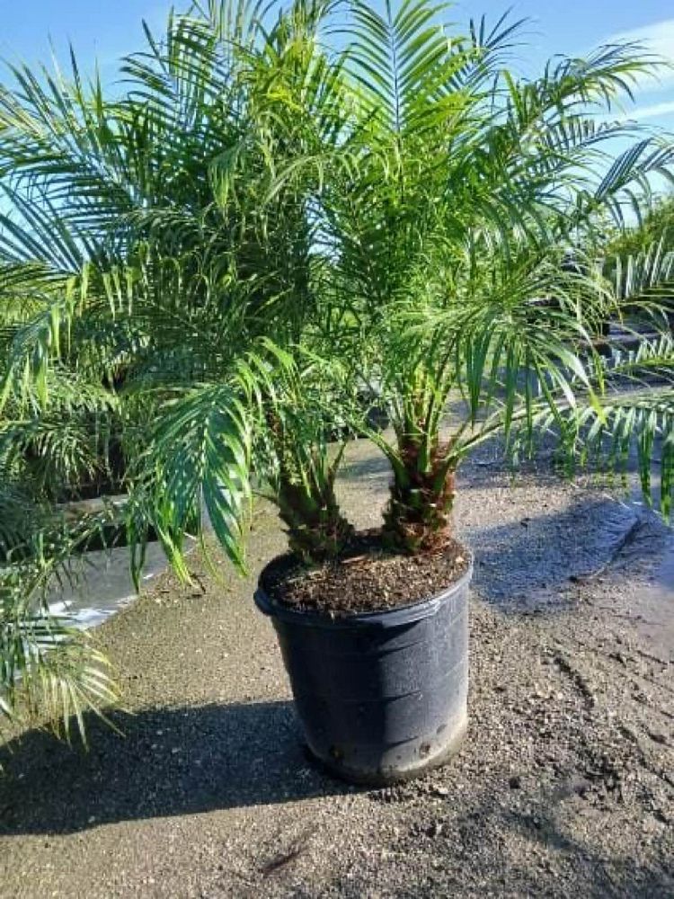 phoenix-roebelenii-pygmy-date-palm-roebelenii-palm