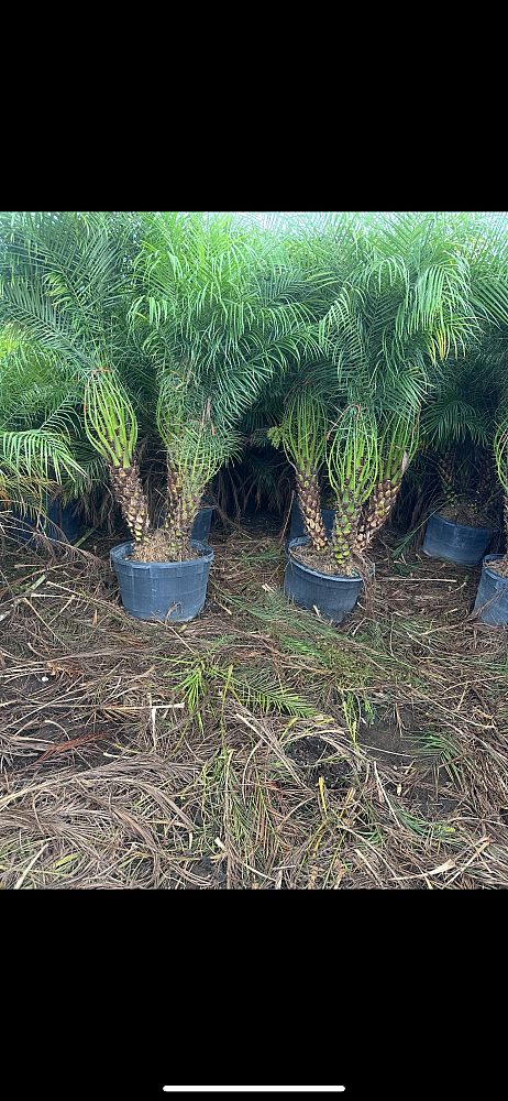 phoenix-roebelenii-pygmy-date-palm-roebelenii-palm