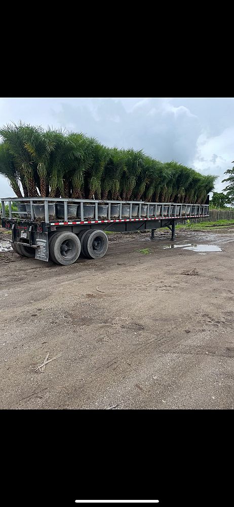 phoenix-roebelenii-pygmy-date-palm-roebelenii-palm