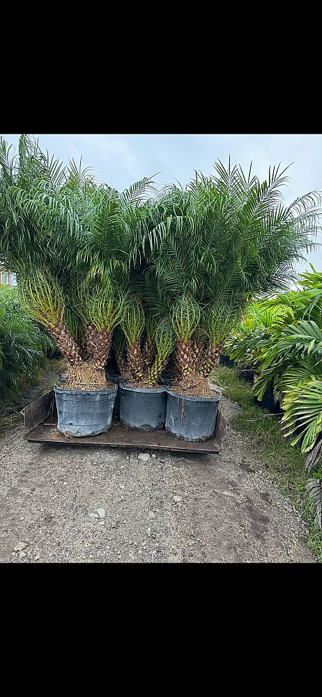 phoenix-roebelenii-pygmy-date-palm-roebelenii-palm