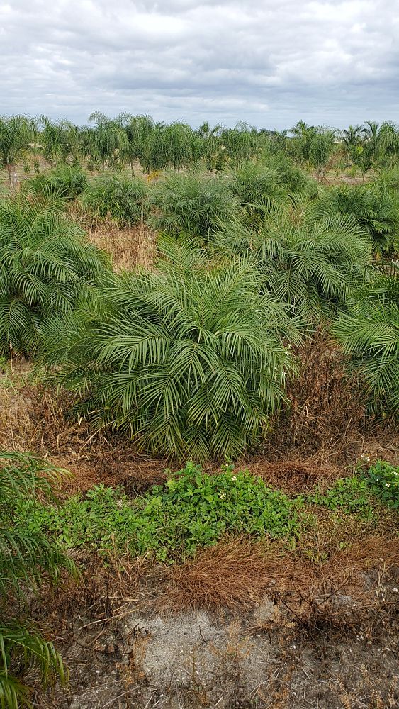 phoenix-roebelenii-x-paludosa-date-palm-phoenix