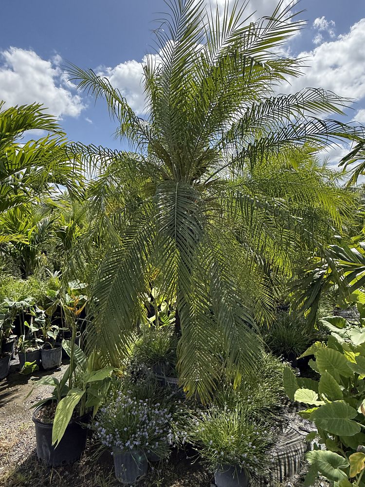 phoenix-roebelenii-x-paludosa-date-palm-phoenix