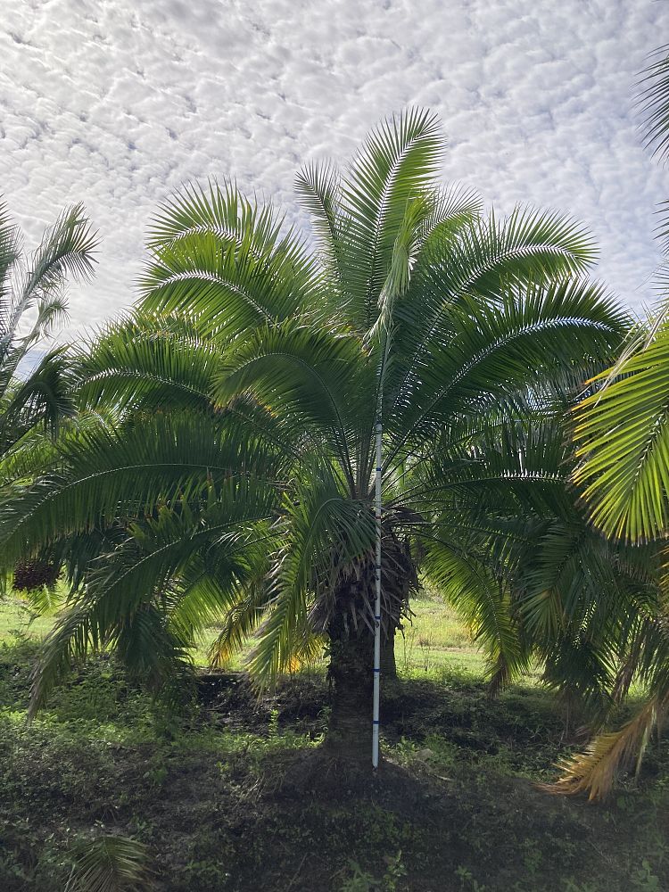 Black Hammock Tree Farm