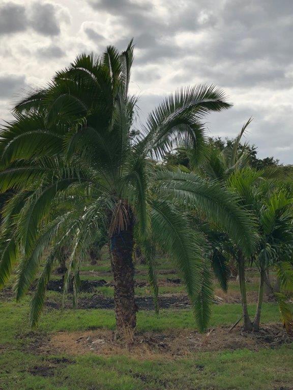 phoenix-rupicola-cliff-date-palm
