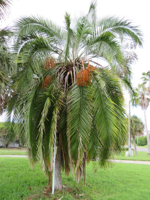 phoenix-rupicola-cliff-date-palm