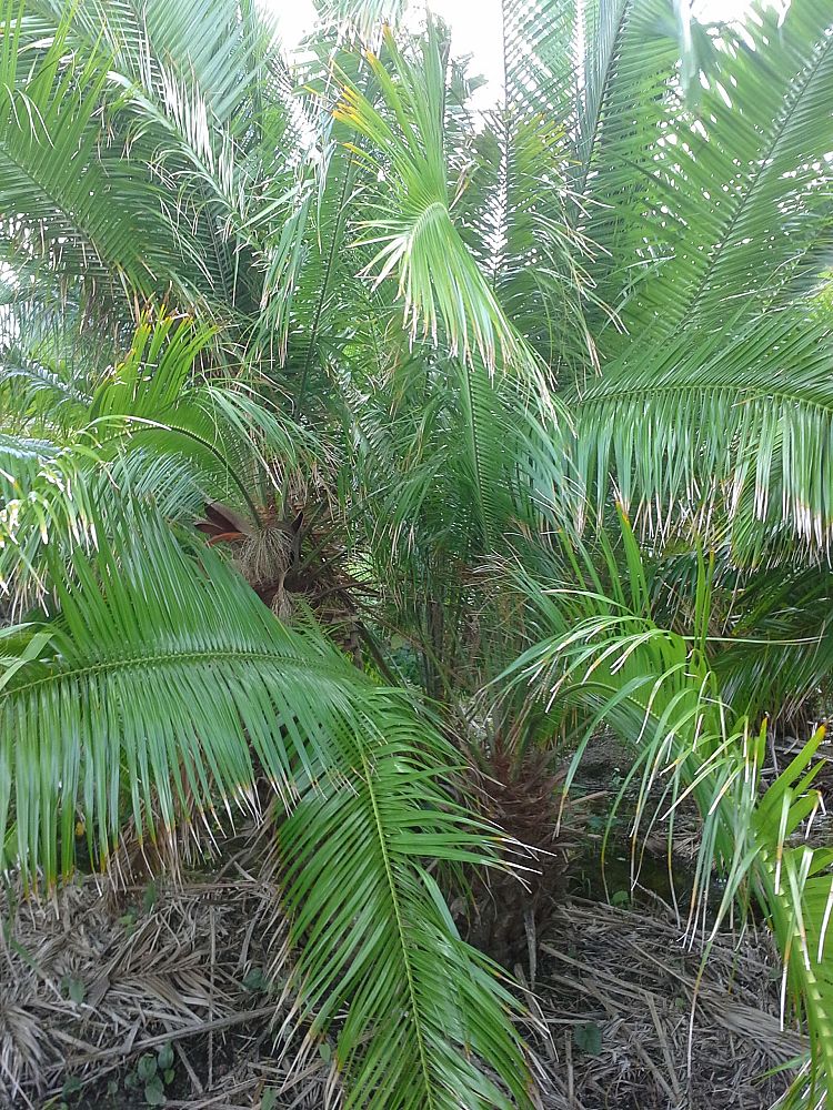 phoenix-rupicola-cliff-date-palm