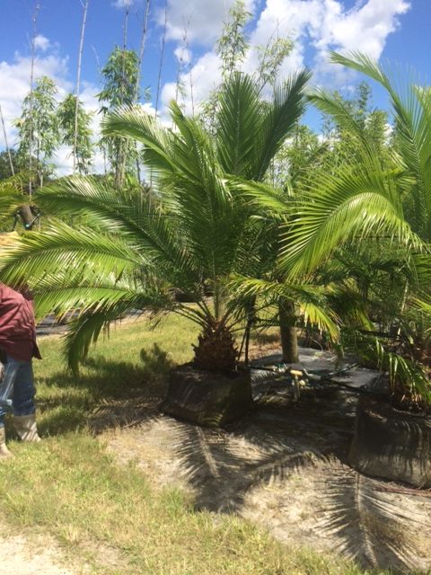 phoenix-rupicola-cliff-date-palm