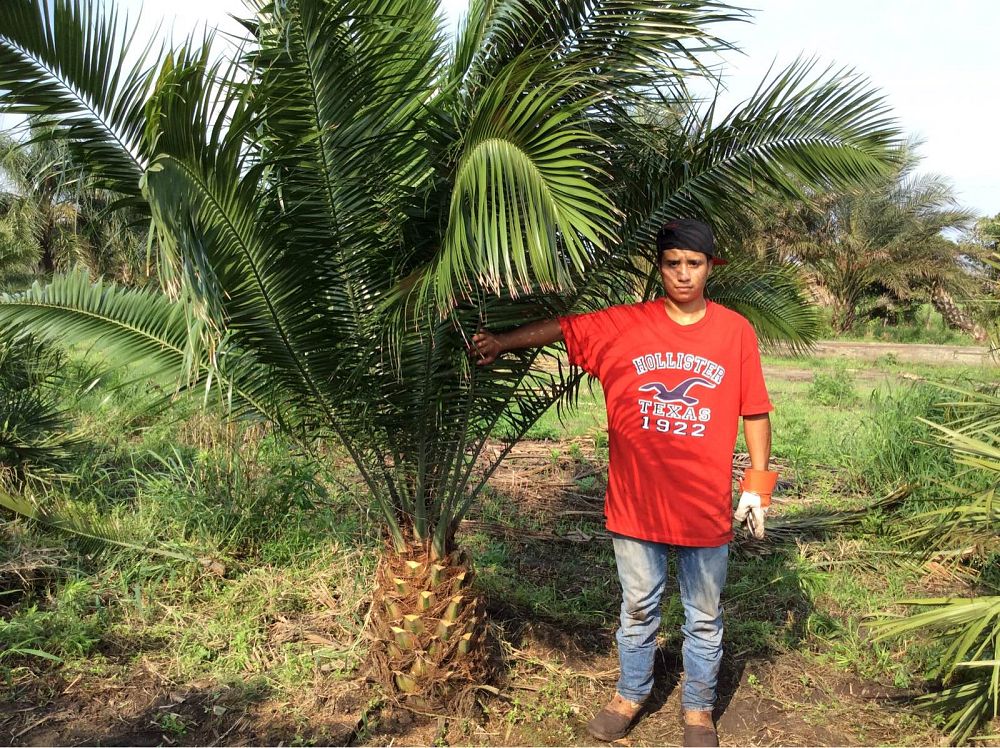 phoenix-rupicola-cliff-date-palm