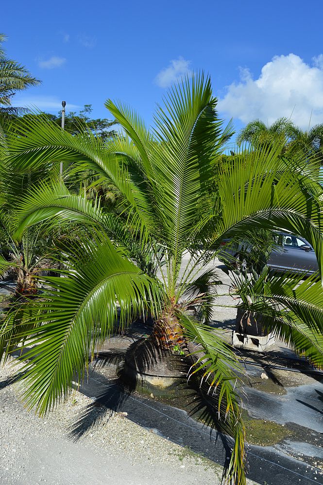 phoenix-rupicola-cliff-date-palm
