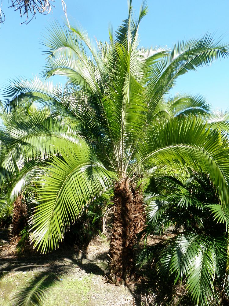 phoenix-rupicola-cliff-date-palm