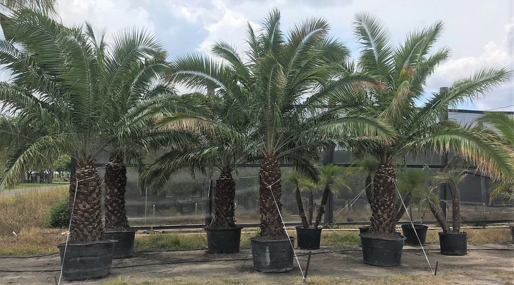 phoenix-rupicola-cliff-date-palm