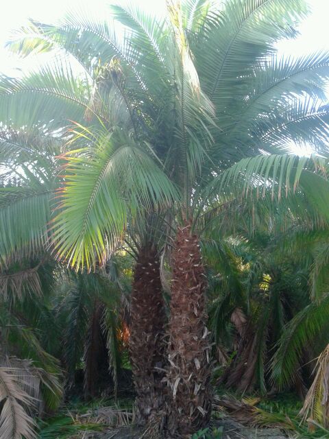 phoenix-rupicola-cliff-date-palm