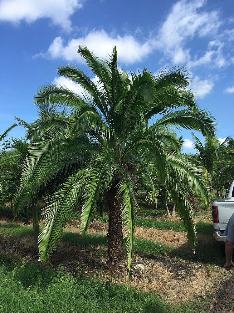 phoenix-rupicola-cliff-date-palm