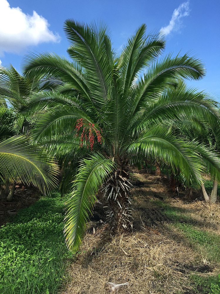 phoenix-rupicola-cliff-date-palm