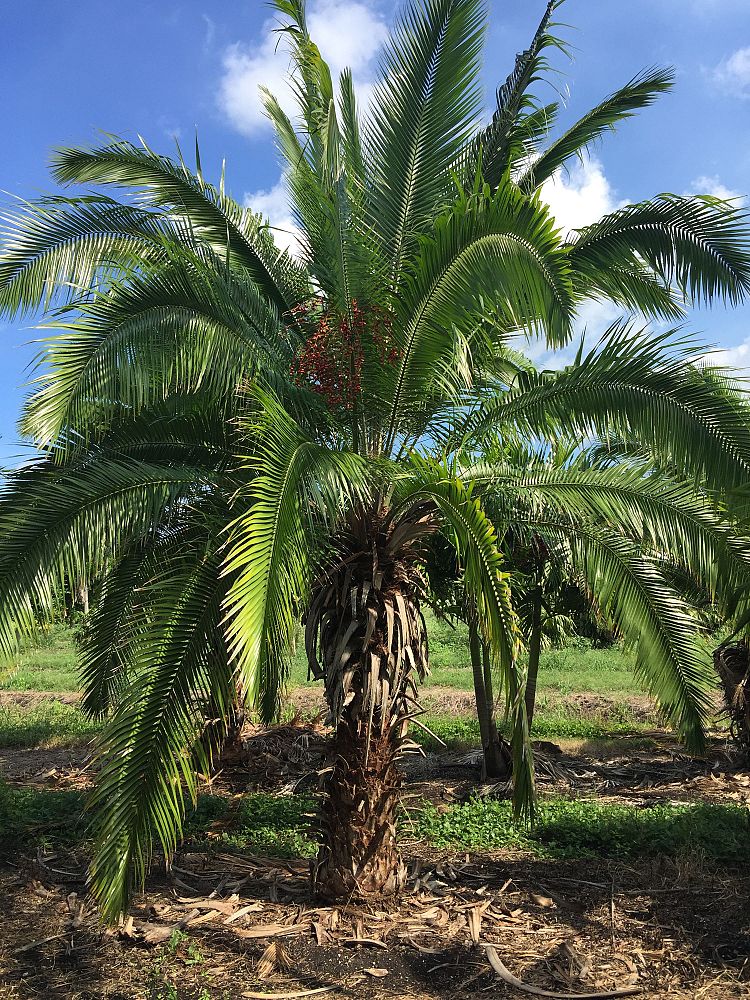 phoenix-rupicola-cliff-date-palm