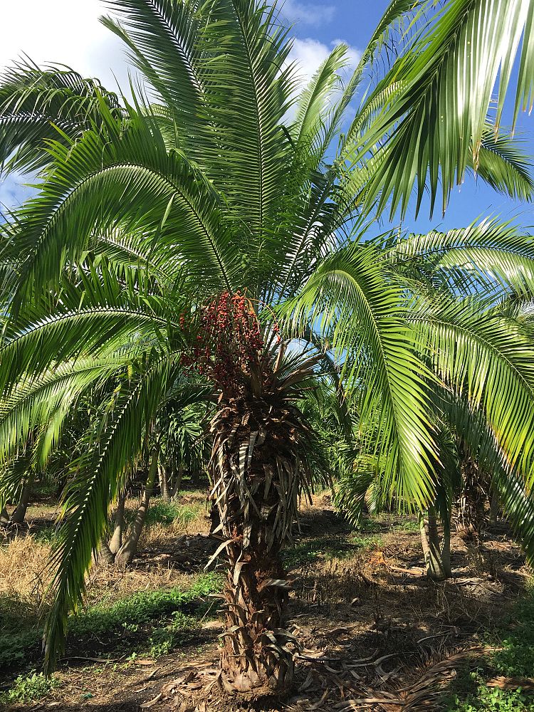 phoenix-rupicola-cliff-date-palm