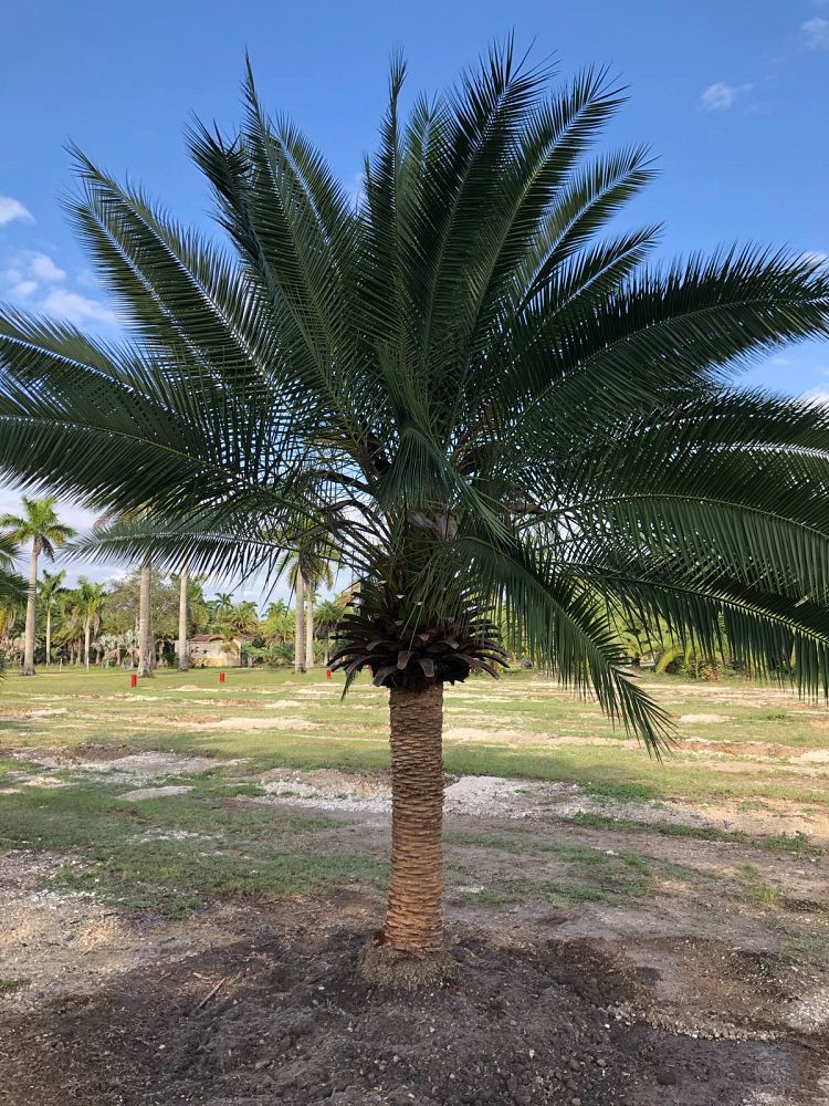 phoenix-rupicola-cliff-date-palm