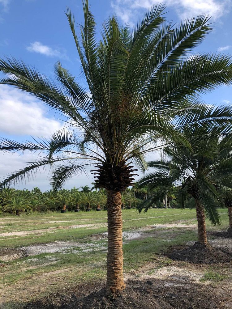 phoenix-rupicola-cliff-date-palm
