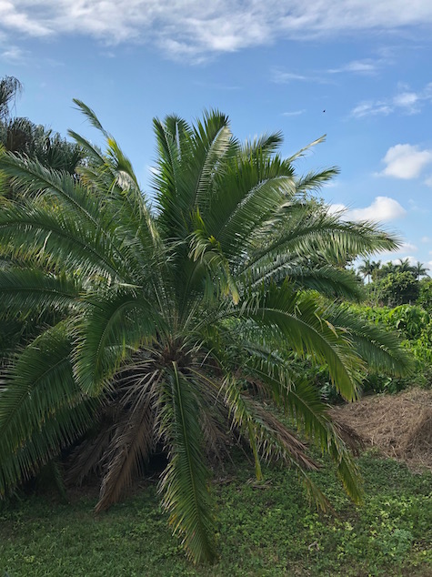 phoenix-rupicola-cliff-date-palm