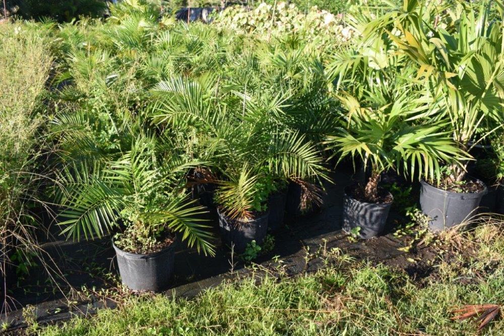 phoenix-rupicola-cliff-date-palm