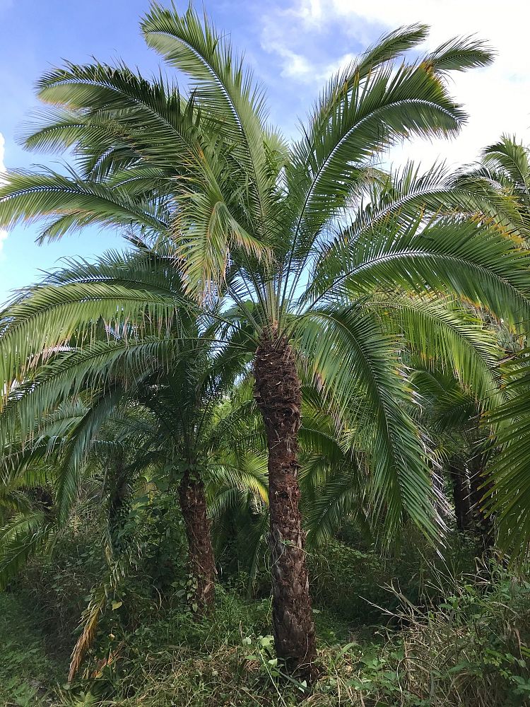 phoenix-rupicola-cliff-date-palm