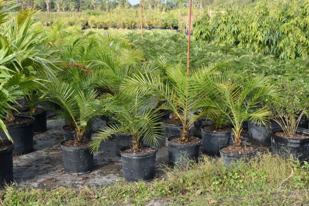 phoenix-rupicola-cliff-date-palm