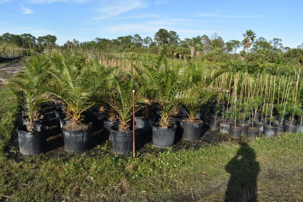 phoenix-rupicola-cliff-date-palm