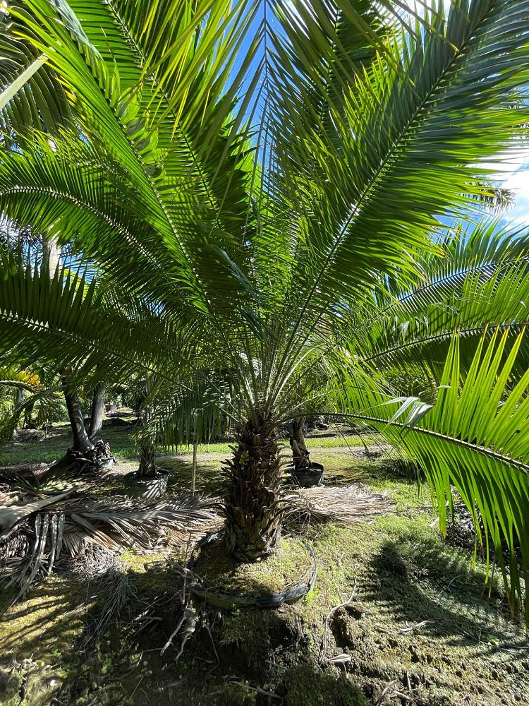 phoenix-rupicola-cliff-date-palm