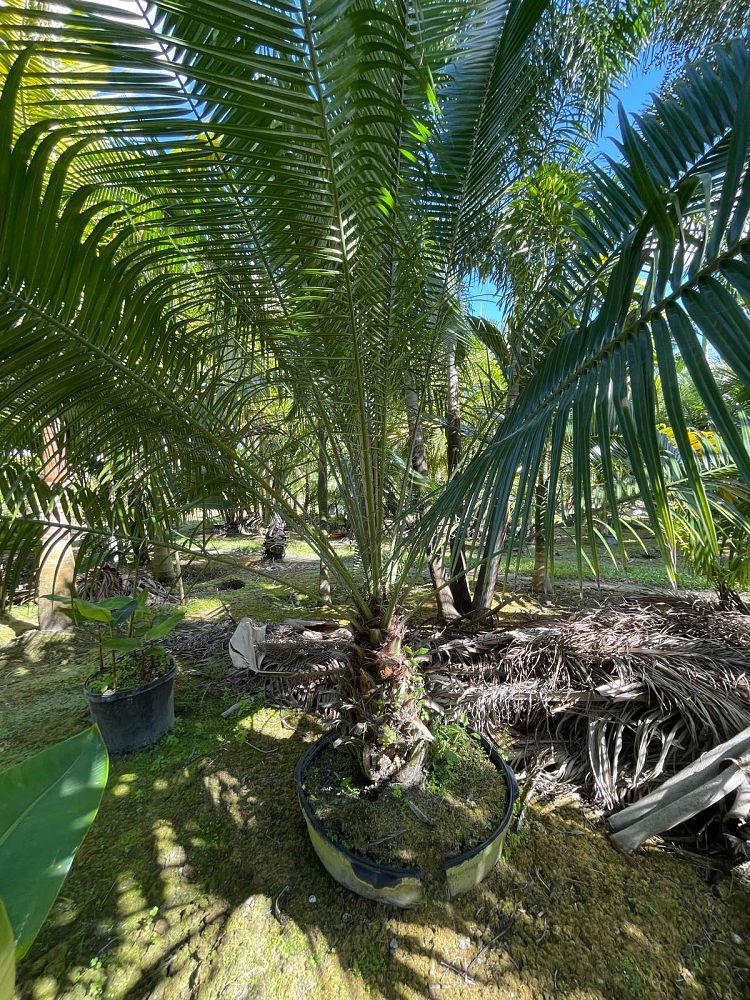 phoenix-rupicola-cliff-date-palm