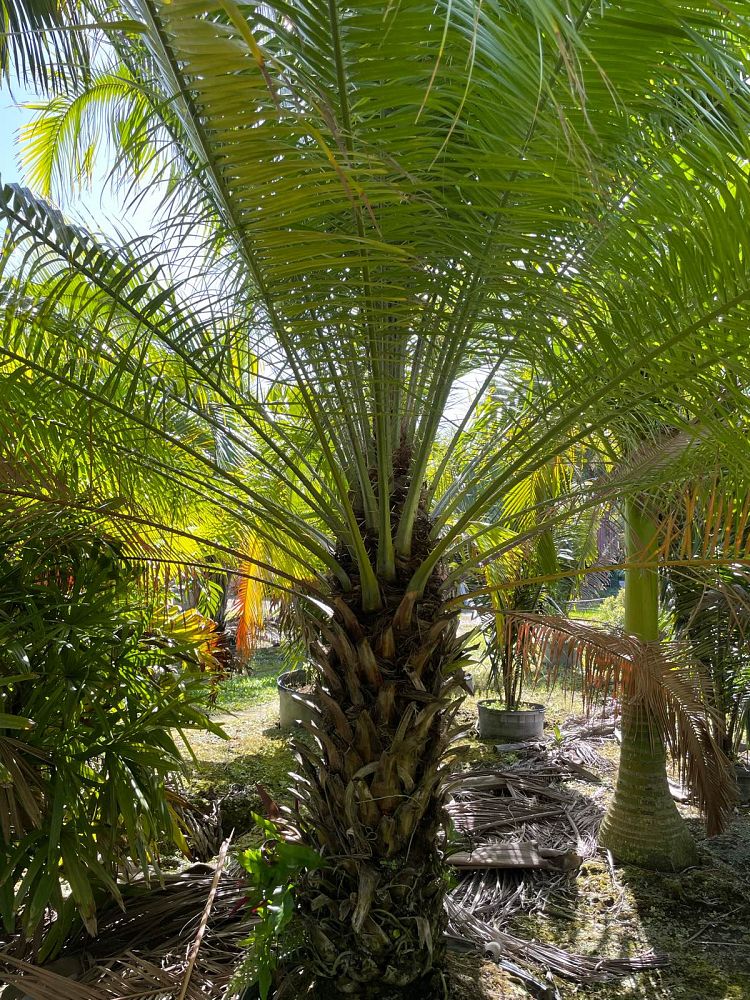 phoenix-rupicola-cliff-date-palm