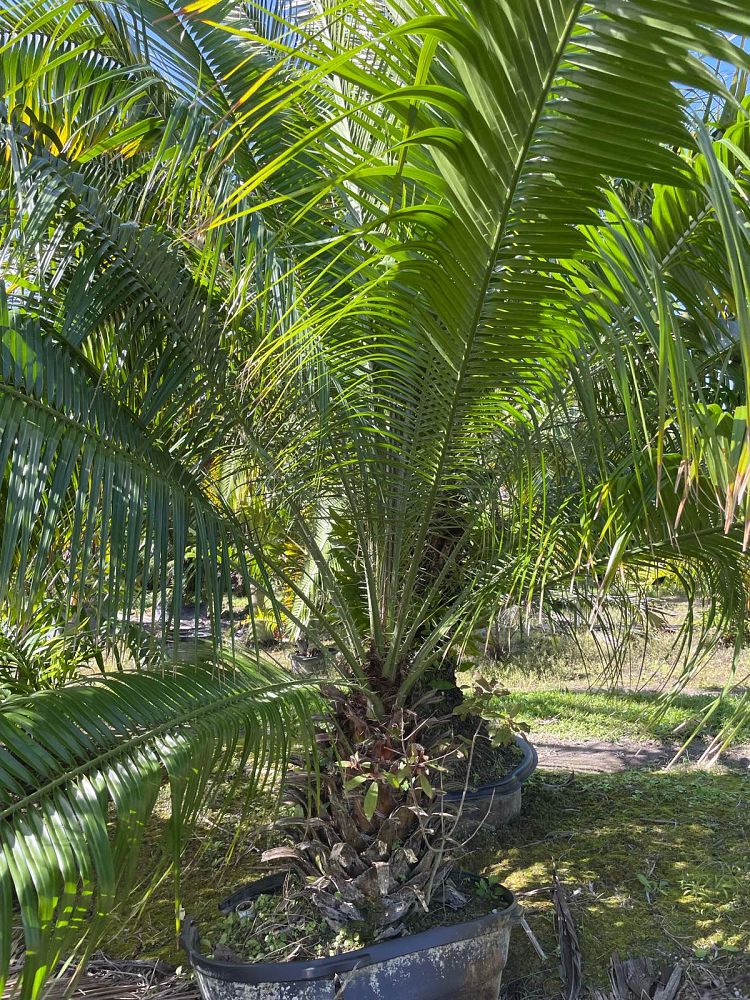 phoenix-rupicola-cliff-date-palm