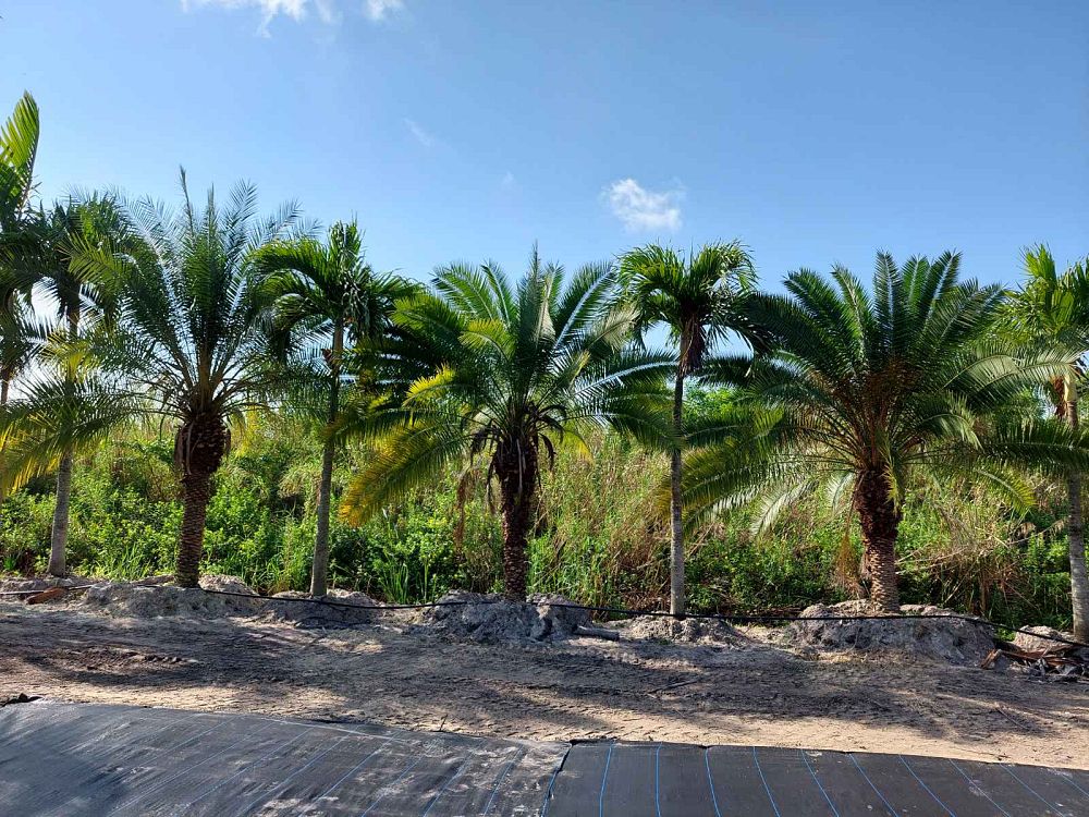 phoenix-rupicola-cliff-date-palm