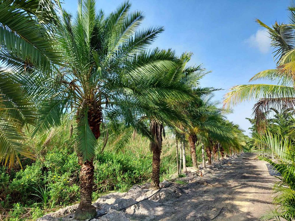 phoenix-rupicola-cliff-date-palm