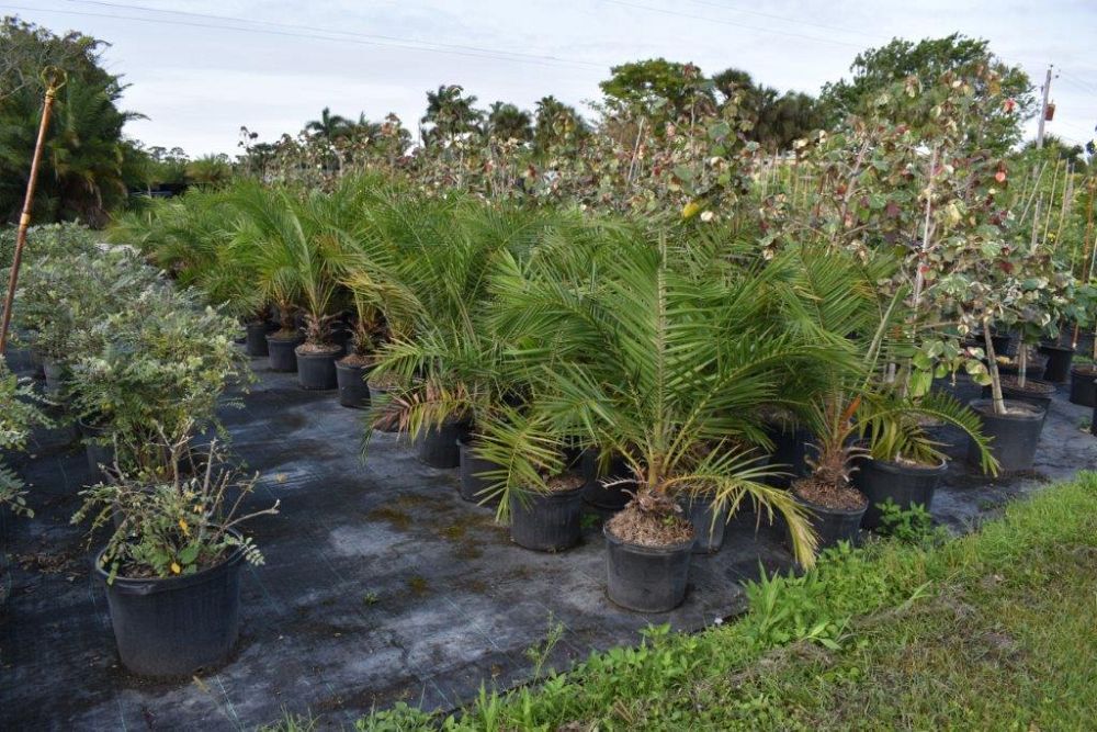 phoenix-rupicola-cliff-date-palm
