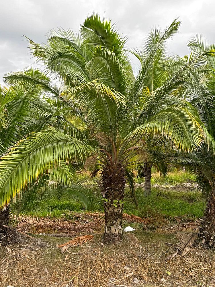 phoenix-rupicola-cliff-date-palm