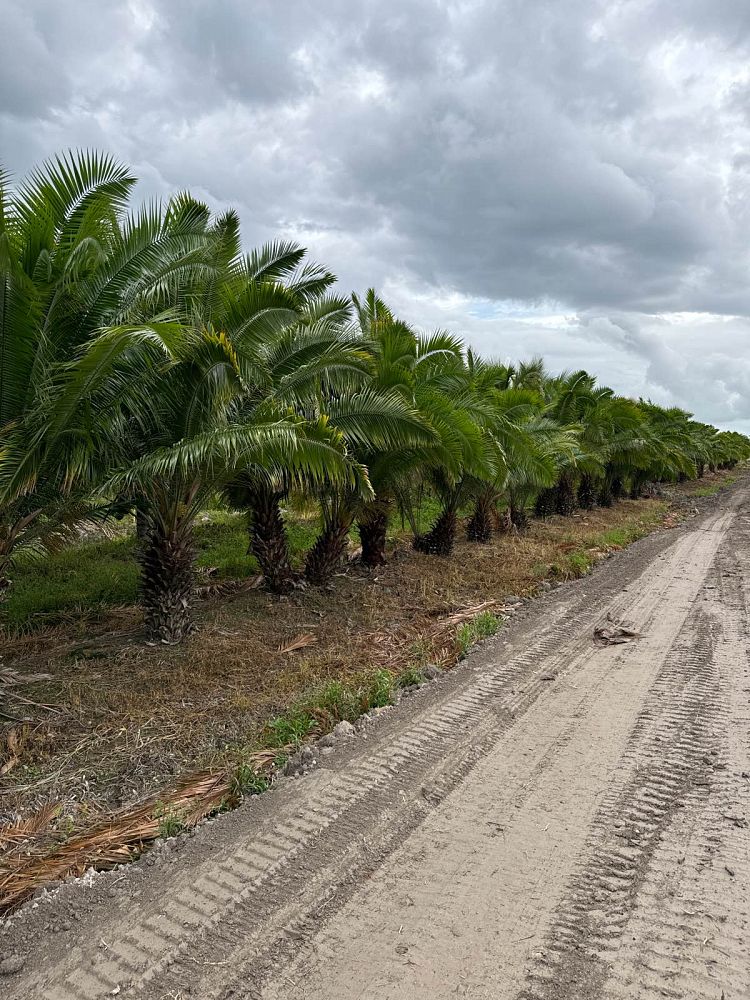 phoenix-rupicola-cliff-date-palm
