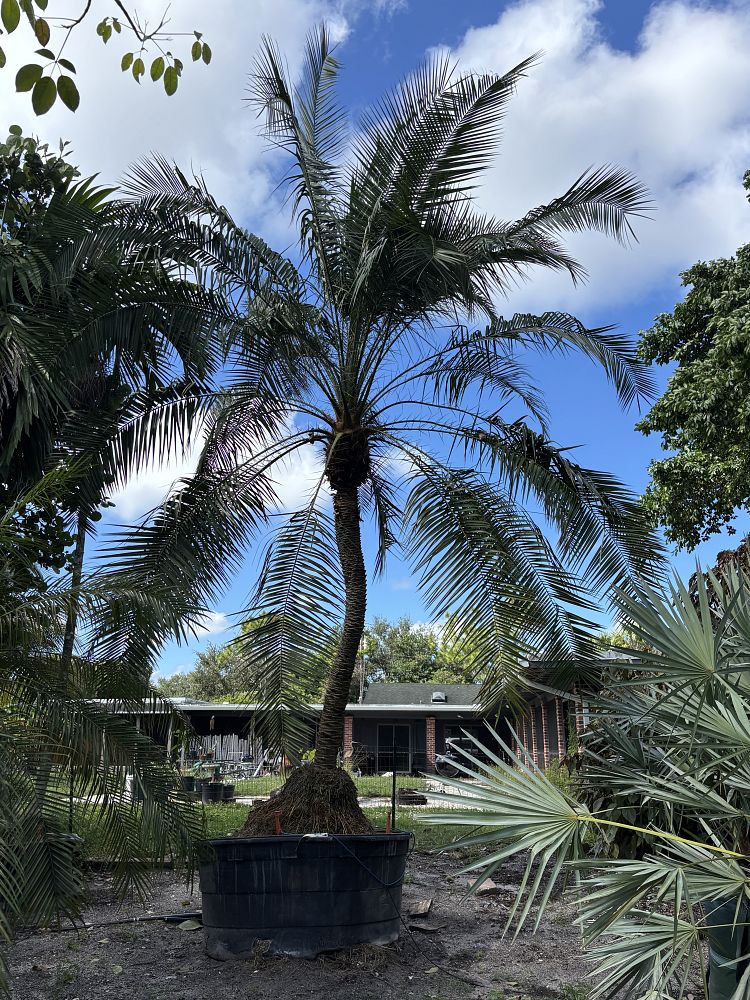 phoenix-rupicola-cliff-date-palm