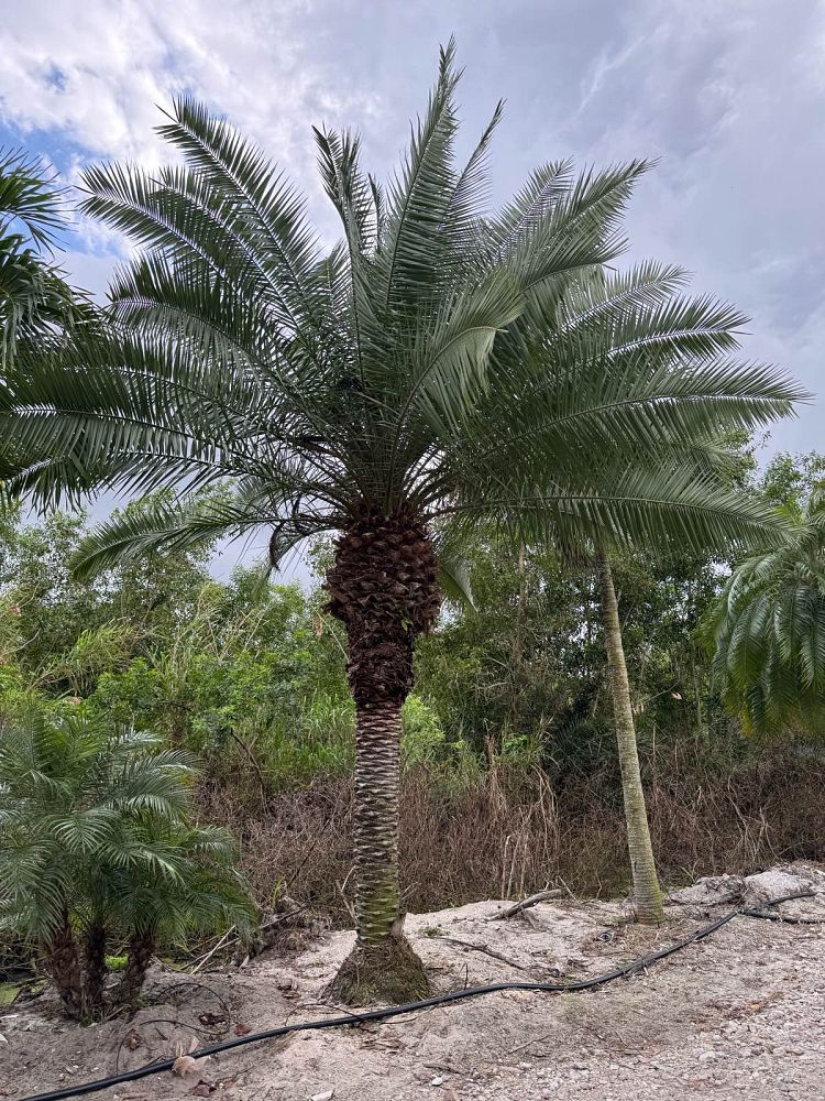 phoenix-rupicola-cliff-date-palm