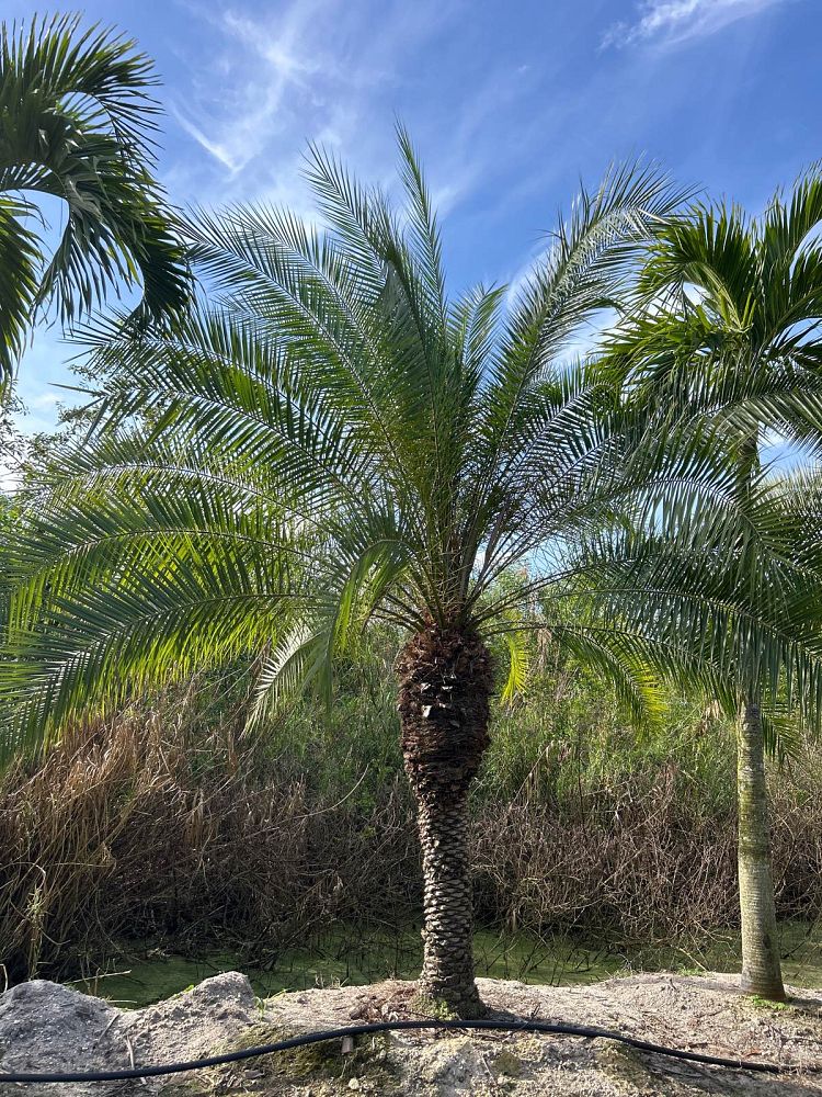 phoenix-rupicola-cliff-date-palm