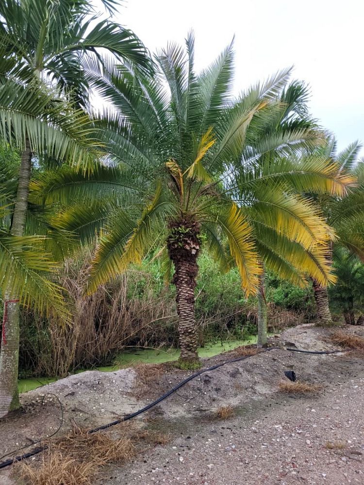 phoenix-rupicola-cliff-date-palm