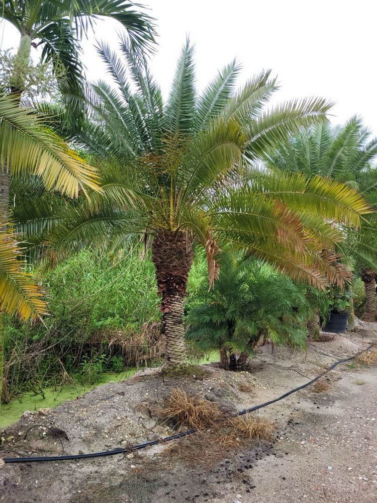 phoenix-rupicola-cliff-date-palm