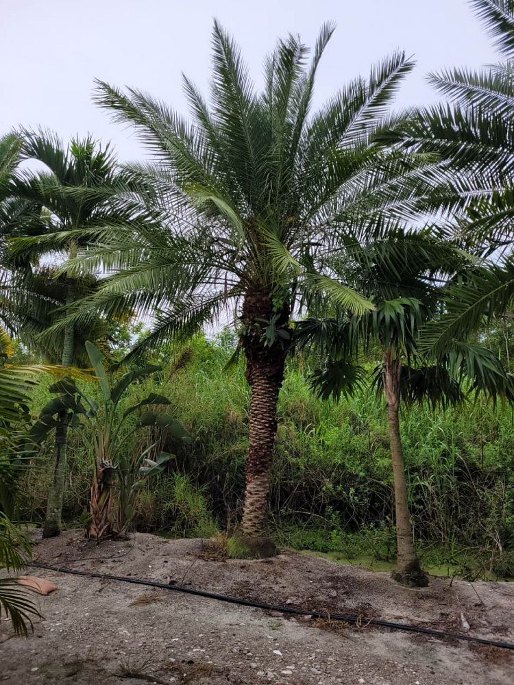 phoenix-rupicola-cliff-date-palm