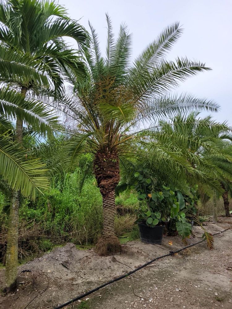 phoenix-rupicola-cliff-date-palm