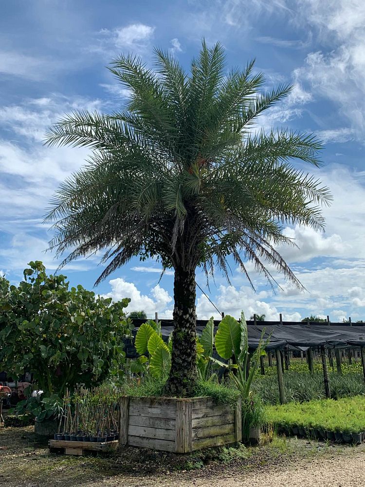 phoenix-sylvestris-hybrids-sylvester-date-palm-hybrids-silver-date-palm-wild-date-palm