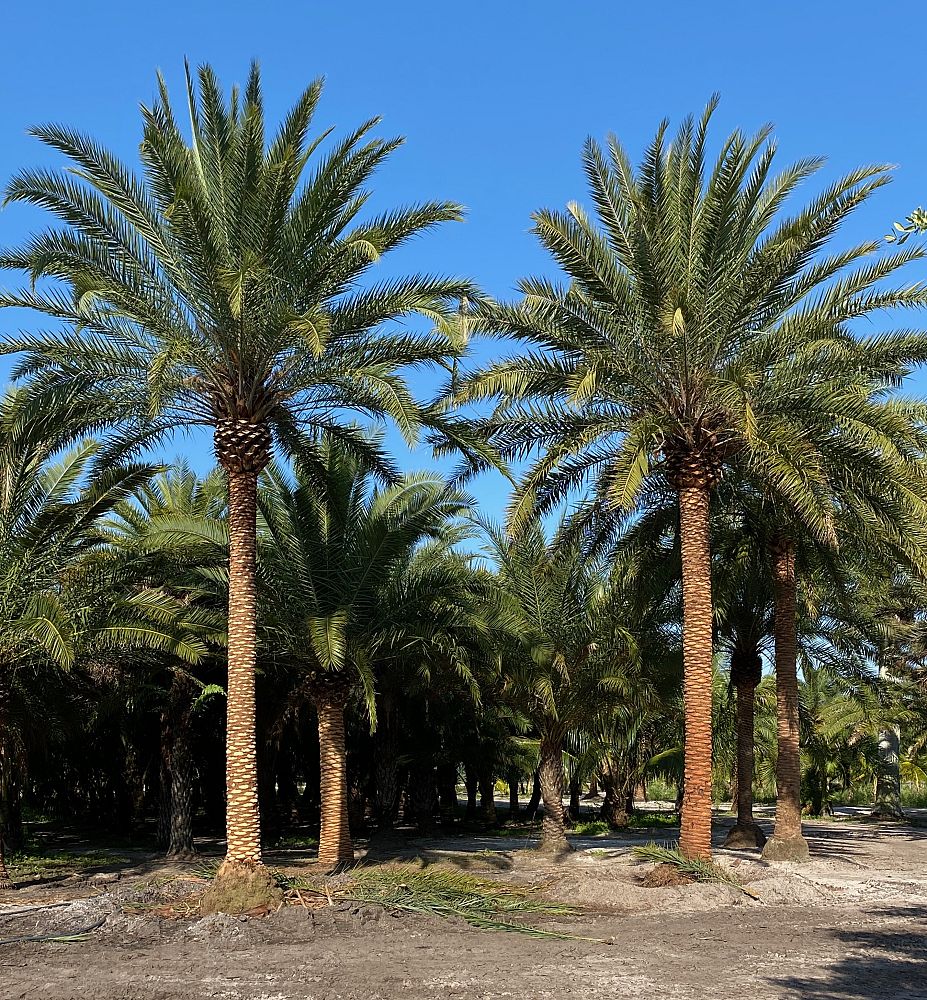 phoenix-sylvestris-hybrids-sylvester-date-palm-hybrids-silver-date-palm-wild-date-palm
