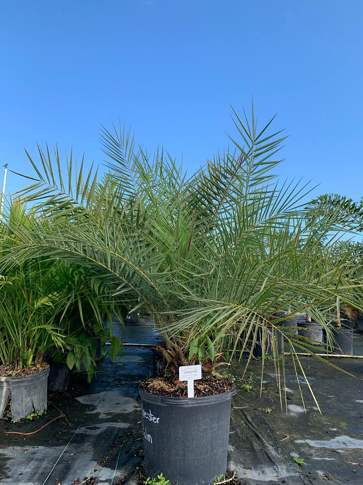 phoenix-sylvestris-hybrids-sylvester-date-palm-hybrids-silver-date-palm-wild-date-palm