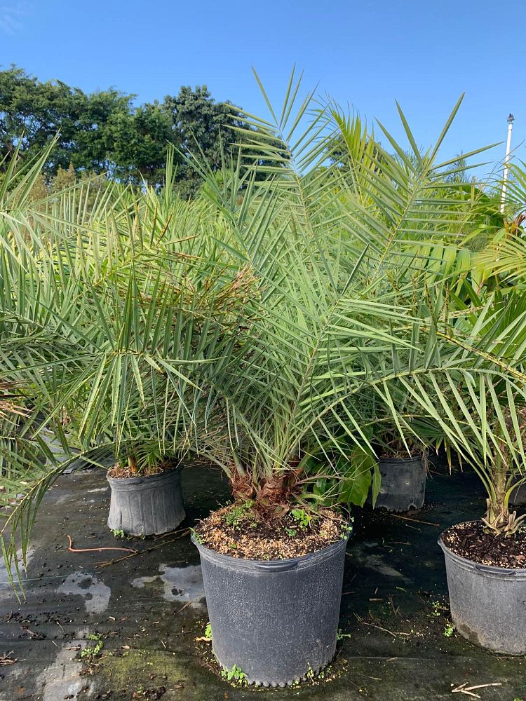 phoenix-sylvestris-hybrids-sylvester-date-palm-hybrids-silver-date-palm-wild-date-palm