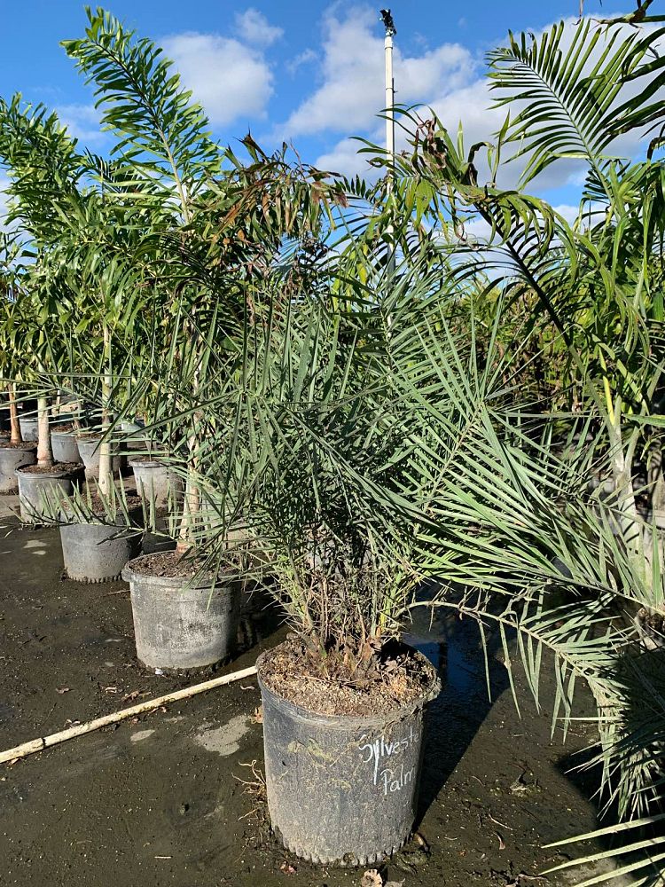 phoenix-sylvestris-hybrids-sylvester-date-palm-hybrids-silver-date-palm-wild-date-palm