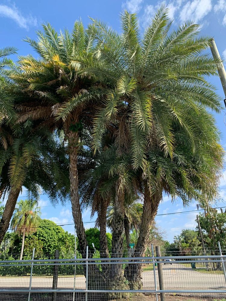 phoenix-sylvestris-hybrids-sylvester-date-palm-hybrids-silver-date-palm-wild-date-palm