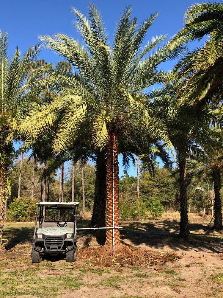 phoenix-sylvestris-robusta-select-sylvester-date-palm-robusta-select